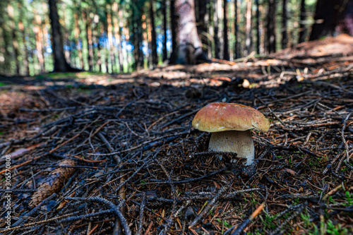 Boletus edulis, Brown mushrooms and in a forest