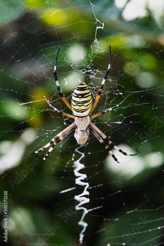 Wasp spider ( Argiope bruennichi ). It is a species of orb-web spider distributed throughout central Europe, northern Europe, north Africa.