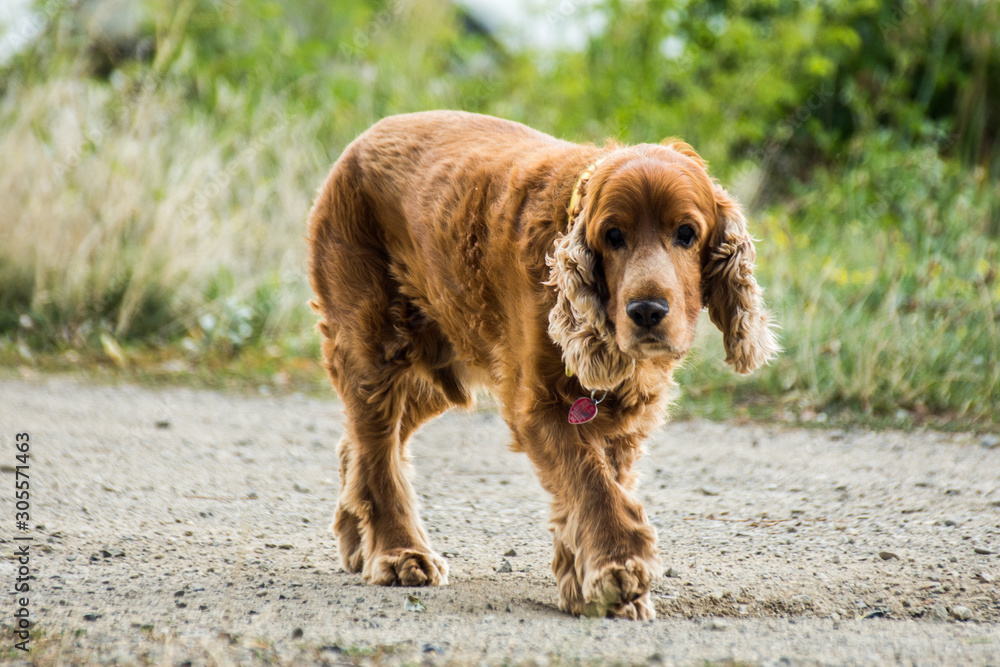 Pies Cocker spaniel idzie drogą Pies Cocker spaniel idzie drogą