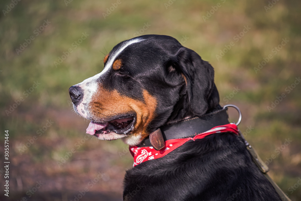 Obraz premium lucky Bernese Berner Sennenhund Big dog on green field. Portrait of large domestic dog. A beautiful animal with a bandana on neck.