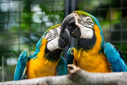 Obraz Dwie papugi w ZOO