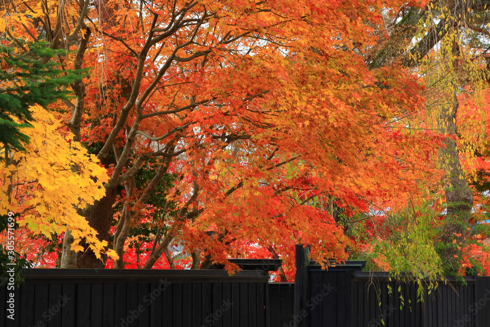 紅葉の角館