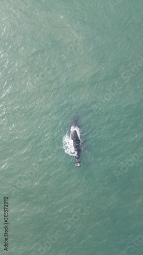 baleia franca free whale ocean oceano mar Eubalaena australis © Pedro