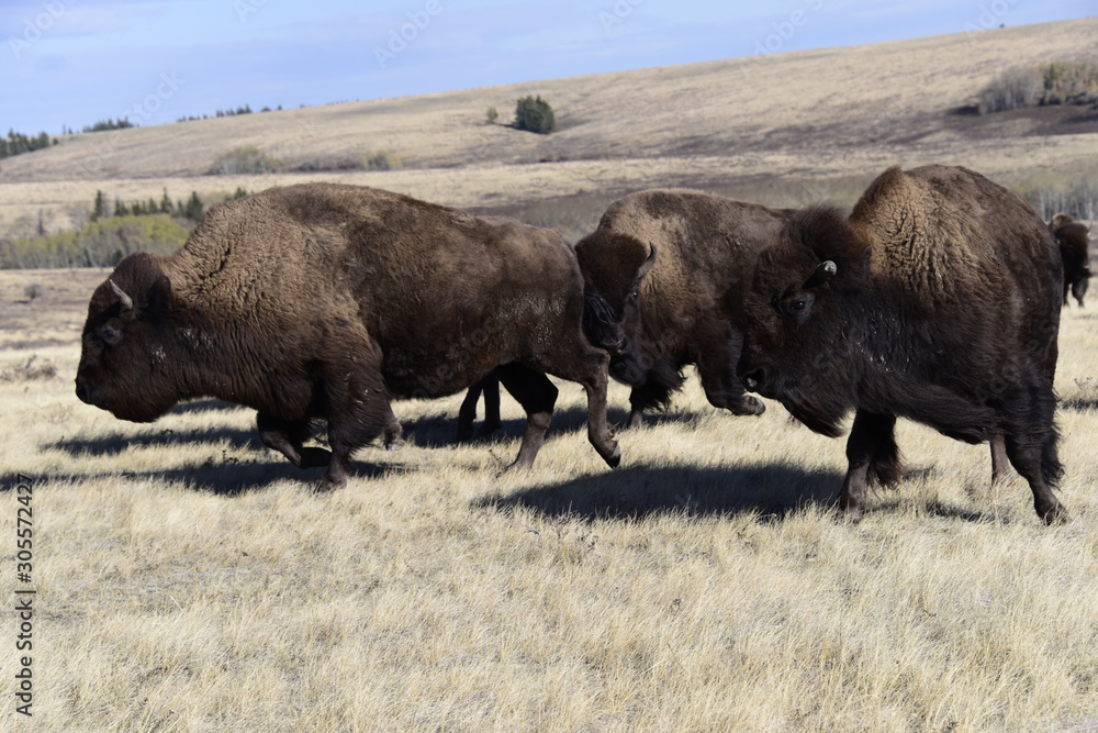Running Bison Herd on the Prairie Running Bison Herd on the Prairie