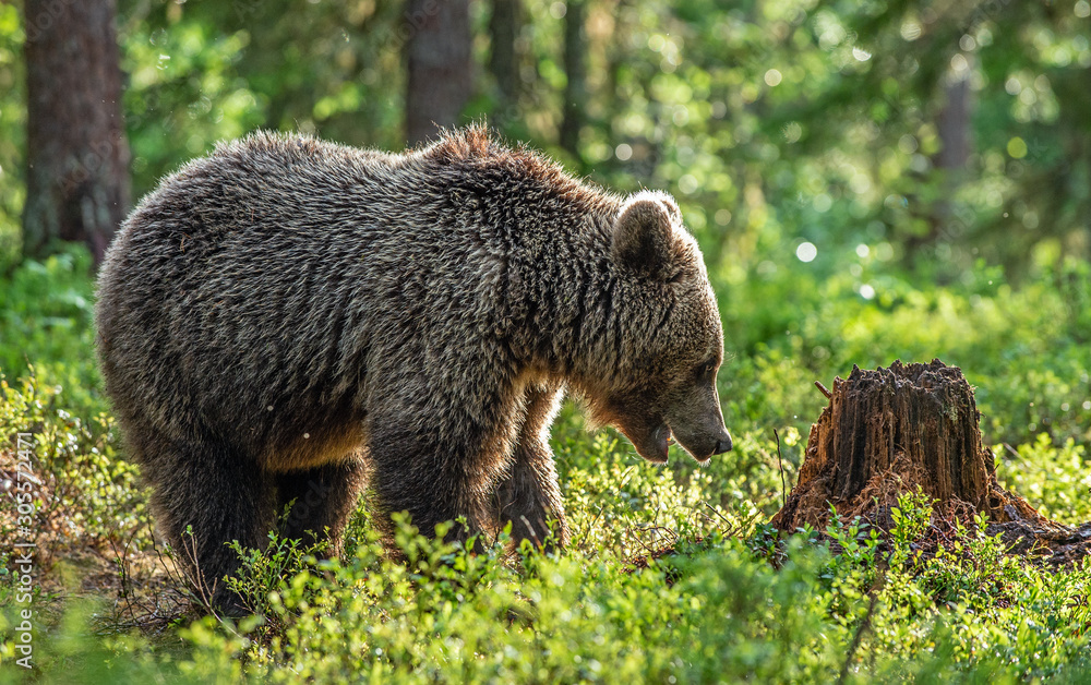 Obraz premium Brown bear cub in the summer forest. Scientific name: Ursus arctos. Natural Green Background. Natural habitat. Summer season