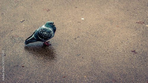 A single pigeon on wet concrete