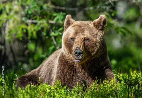 Adult Brown Bear. Close up portrait of Brown bear in the summer forest. Green natural background. Natural habitat. Scientific name: Ursus Arctos.