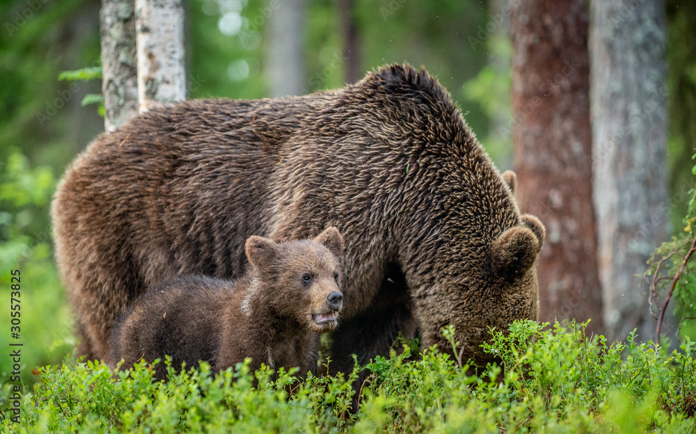 Brown bears. She-bear and bear-cubs in the summer forest. Green forest natural background. Scientific name: Ursus arctos. Brown bears. She-bear and bear-cubs in the summer forest. Green forest natural background. Scientific name: Ursus arctos.