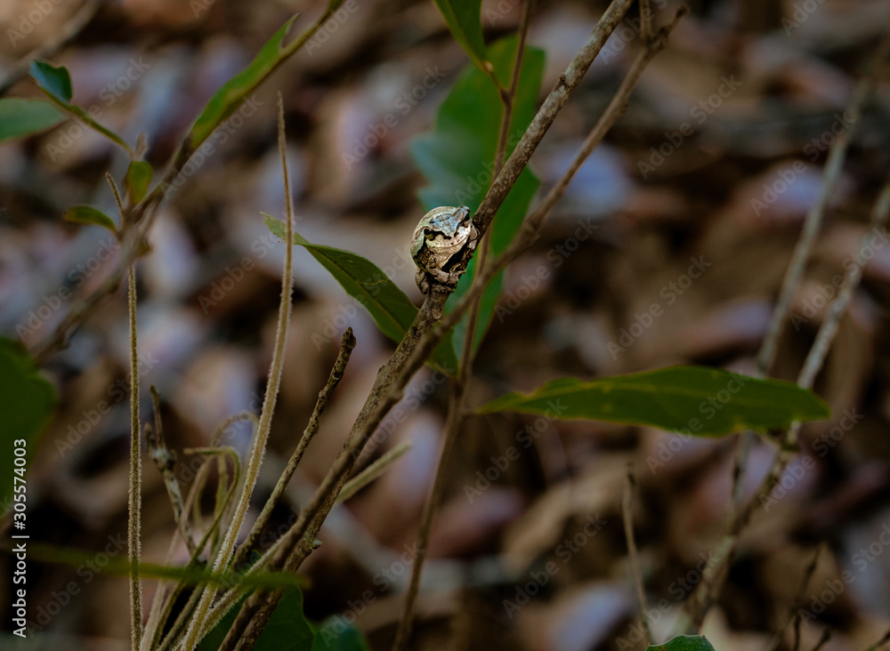 Tropical tree frog Tropical tree frog