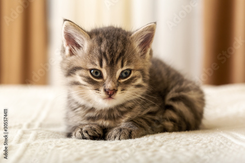 Cute tabby kitten lies on white plaid at home. Newborn kitten, Baby cat, Kid animal and cat concept. Domestic animal. Home pet. Cozy home cat, kitten.