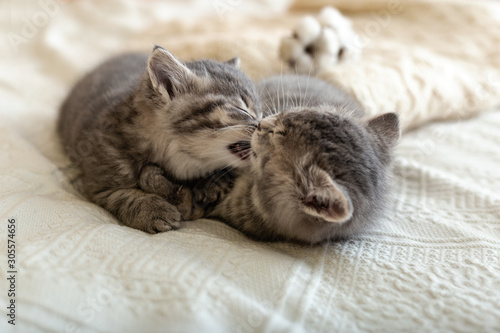 Cute tabby kitten sleeping, hugging, kissing on white paid at home. Newborn kitten, Baby cat, Kid animal and cat concept. Domestic animal. Home pet. Cozy home cat, kitten. Love
