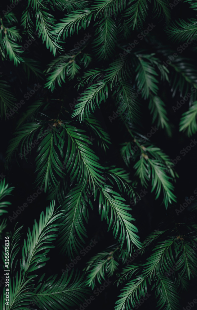 Wald Baum Hintergrund Forest Wallpaper Leaves Simply Minimalistic Design 
