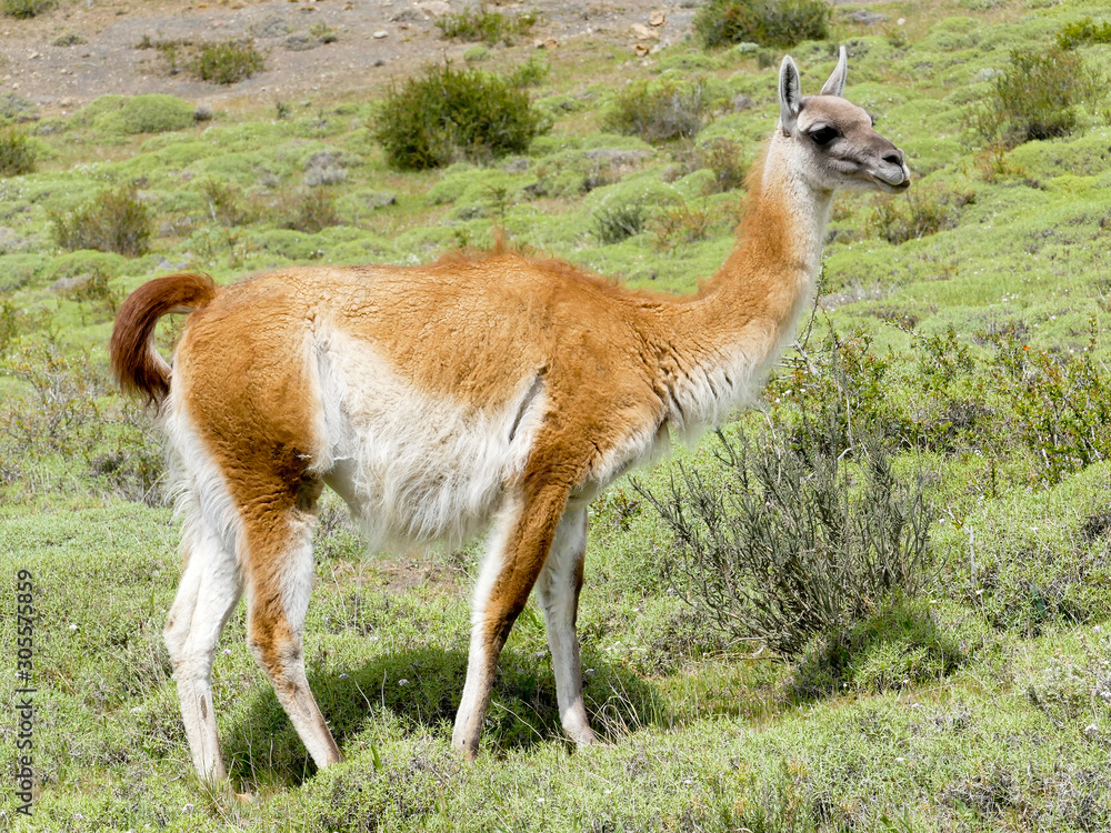 Guanaco in the Torres del Paine National Park. Autumn in Patagonia, the Chilean side