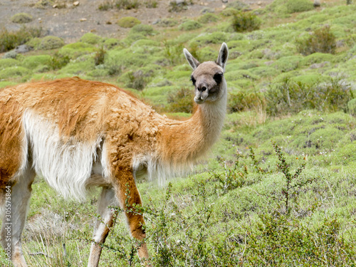 Guanaco in the Torres del Paine National Park. Autumn in Patagonia, the Chilean side