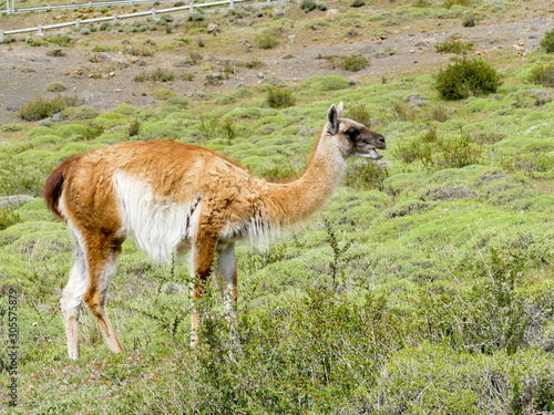 Guanaco in the Torres del Paine National Park. Autumn in Patagonia, the Chilean side
