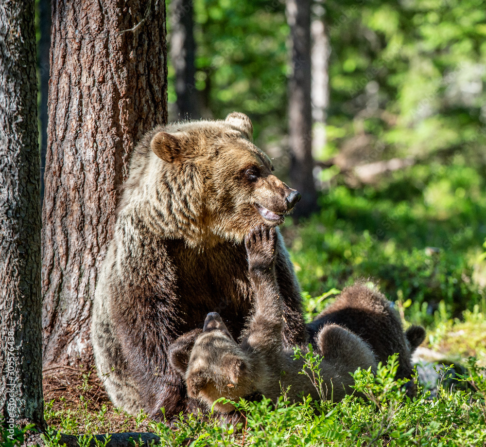 Fototapeta premium Brown bears. She-bear and bear-cubs in the summer forest. Green forest natural background. Scientific name: Ursus arctos.