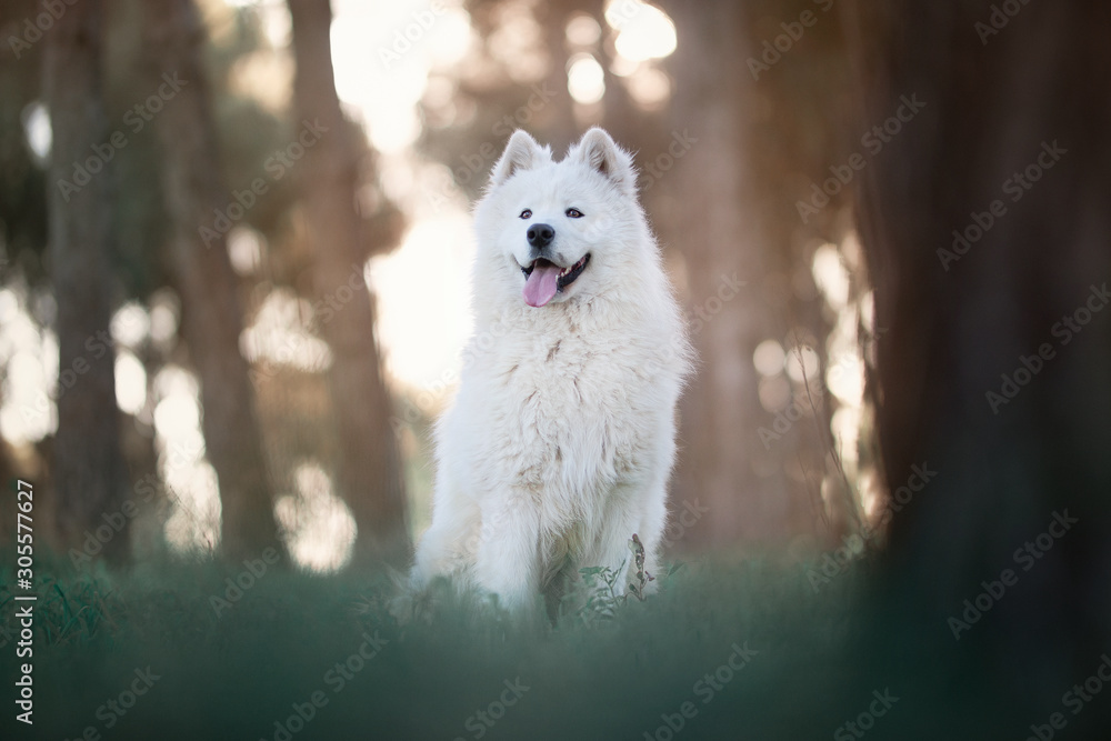 Obraz premium samoyedo
