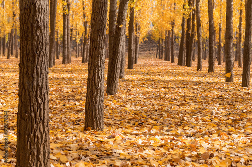 The leaves on the trees turn yellow and fall to the ground in autumn