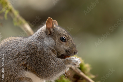 Eastern gray squirrel, known as the grey squirrel is native animal to eastern North America