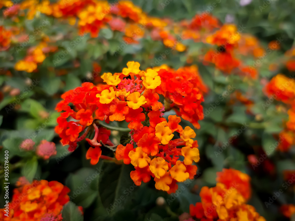 red flowers in the garden red flowers in the garden