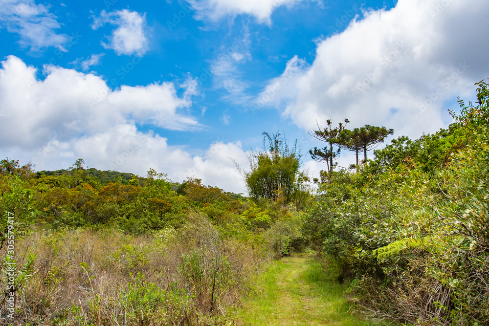 Fototapeta premium landscape with trees and blue sky