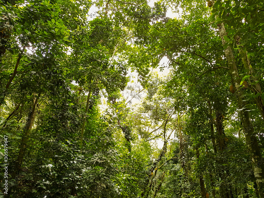 Fototapeta premium Linda paisagem tirada no Jardim Botanico do Rio de Janeiro