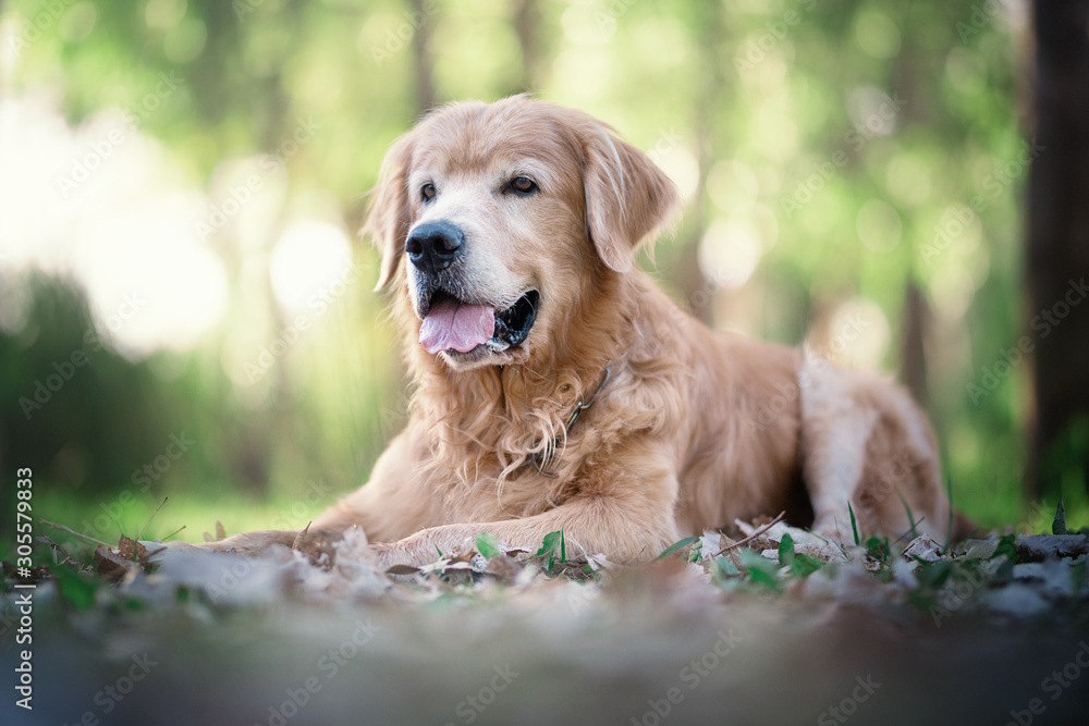 golden retriver