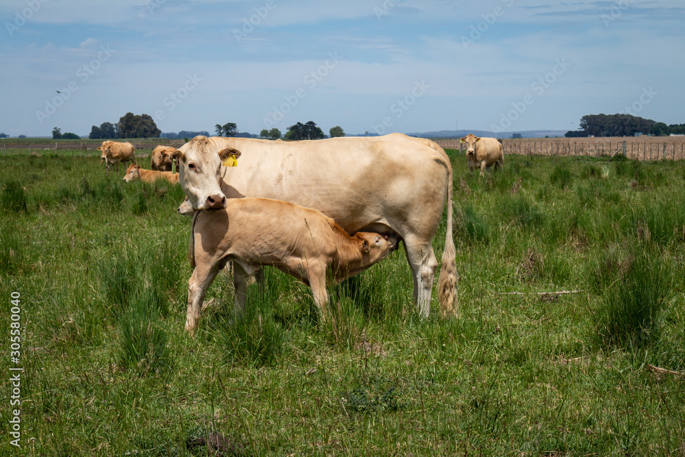 Beige cows of the blonde aquitaine breed. Little calf drinking milk from the mother. Beige cows of the blonde aquitaine breed. Little calf drinking milk from the mother.