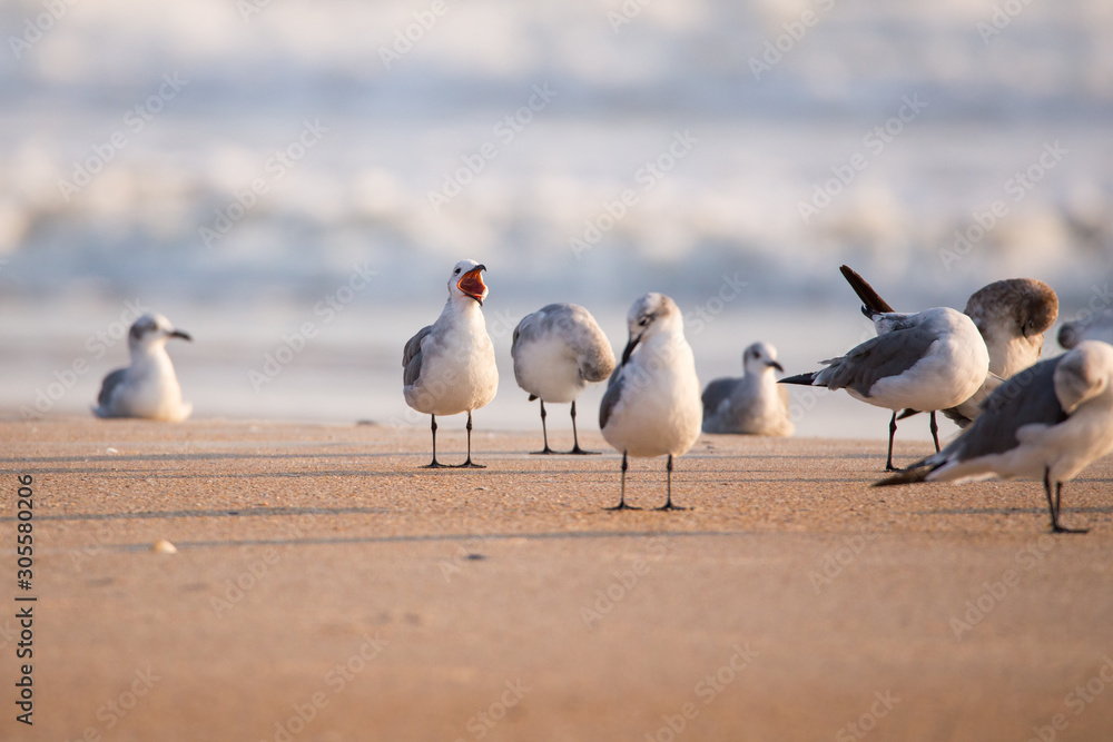Seagulls on the beach in Florida Seagulls on the beach in Florida