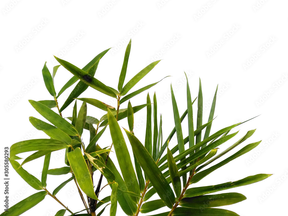 Obraz premium Tree with green leaves. The name of the plant is Bambusoideae. Bamboo leaf on white background.