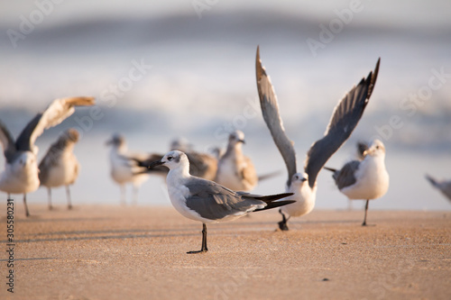 Seagulls on the beach in Florida
