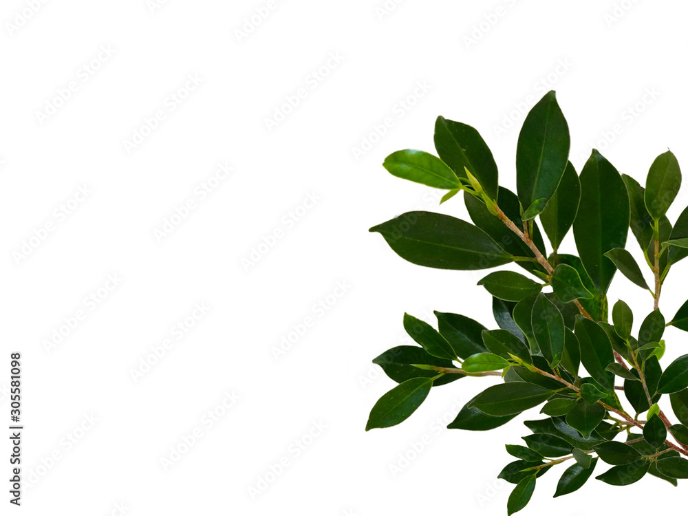 Banyan tree leaf or Ficus leaf frame, isolated on a white background, green leaf frame and natural leaves Banyan tree leaf or Ficus leaf frame, isolated on a white background, green leaf frame and natural leaves