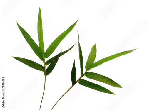 Tree with green leaves. The name of the plant is Bambusoideae. Bamboo leaf on white background.