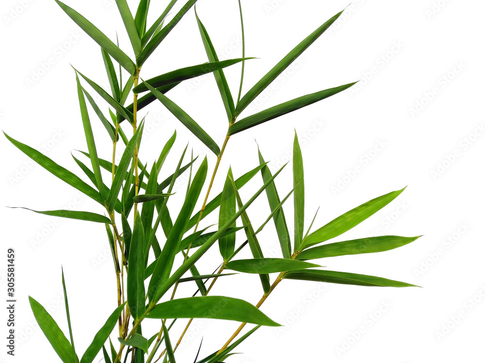 Obraz premium Tree with green leaves. The name of the plant is Bambusoideae. Bamboo leaf on white background.