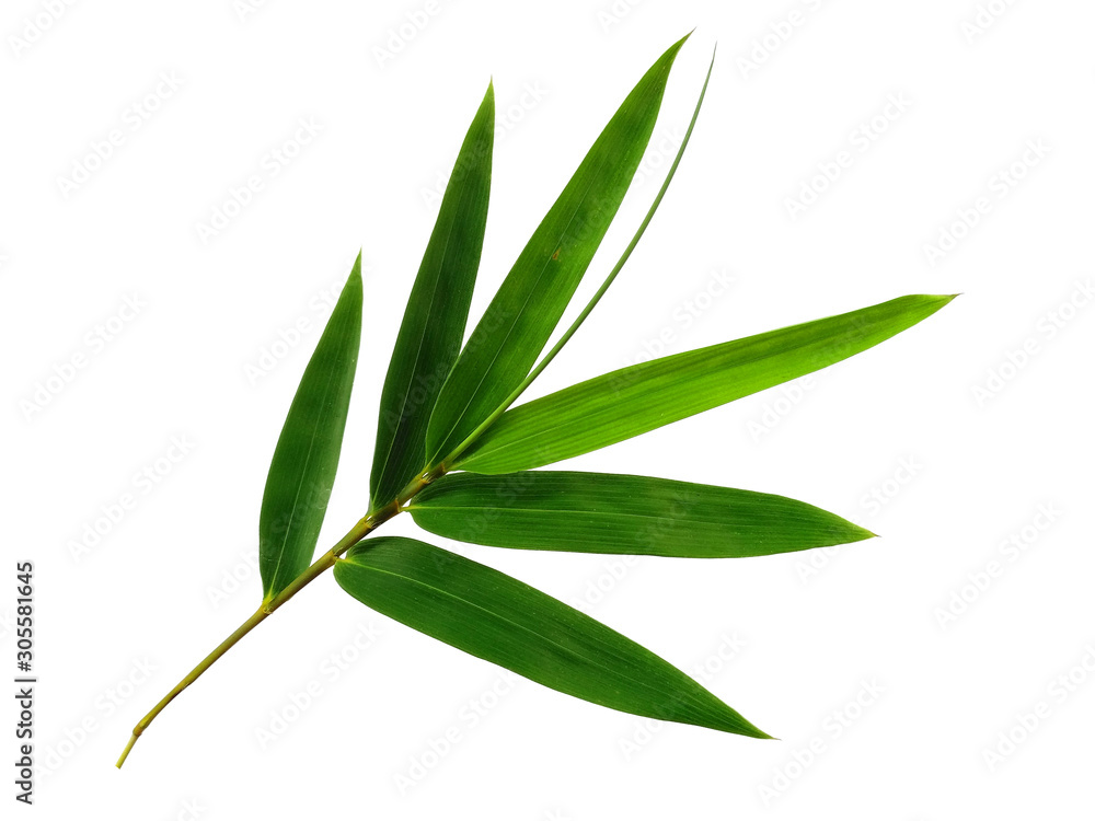 Tree with green leaves. The name of the plant is Bambusoideae. Bamboo leaf on white background. - obrazy, fototapety, plakaty 