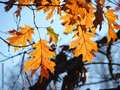 sunlit oak leaves fall foliage