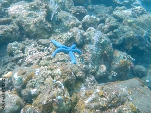 blue linckia starfish near the wreck liberty in bali photo