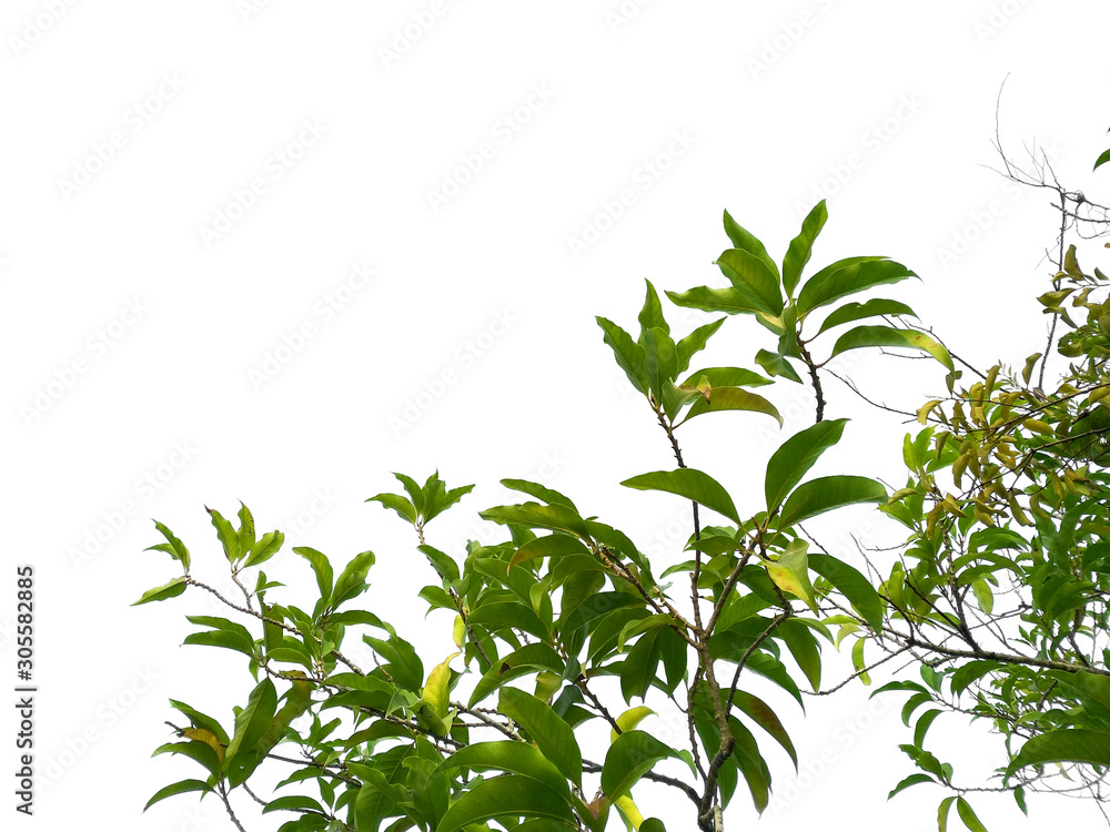 Tree with green leaves. Green leaf on white background. Tree with green leaves. Green leaf on white background.