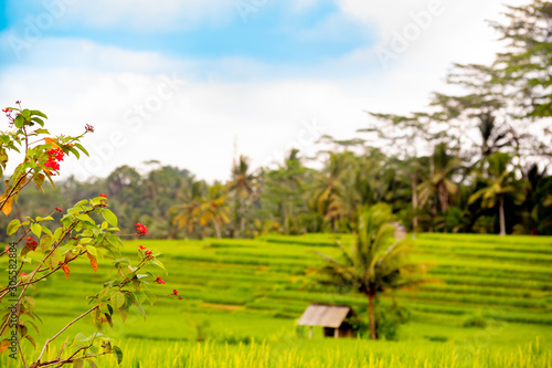 Rice fields near Ubud, Bali, Indonesia 
