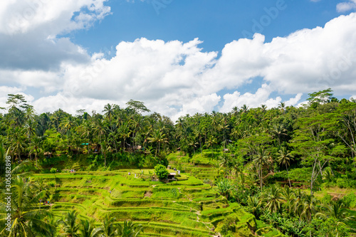 Rice fields in Tegalalang, Bali 