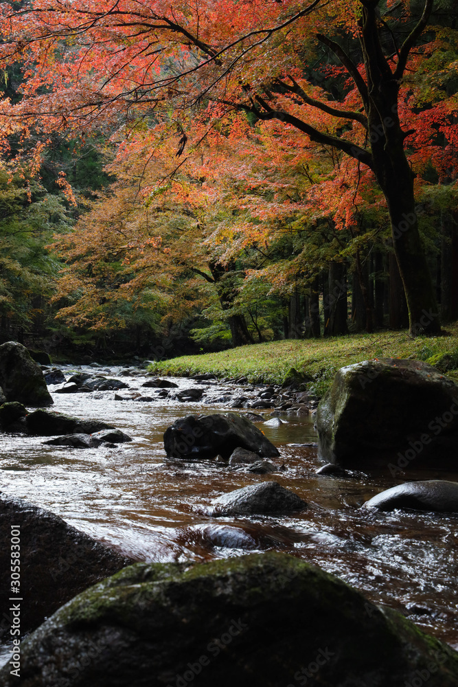 紅葉の渓流