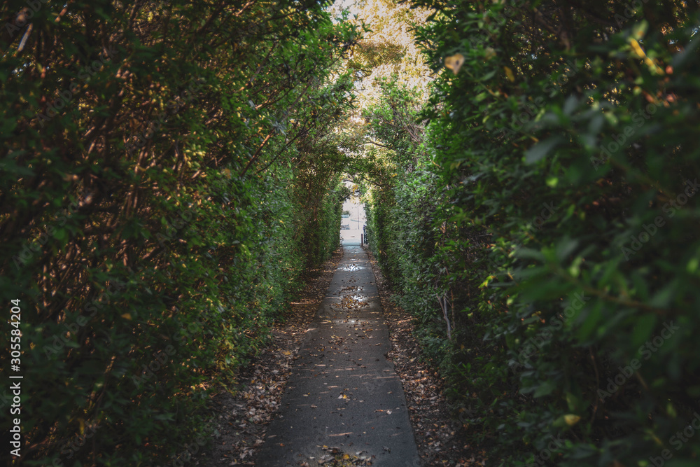 Obraz premium 散歩道