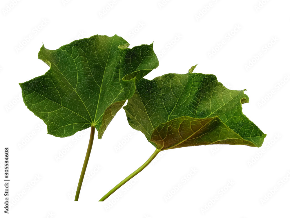 Green leaf or green leaves on white background. Ricinus communis leaf Isolated on white background. Green leaf or green leaves on white background. Ricinus communis leaf Isolated on white background.