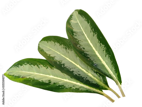 Green leaf or green leaves on white background. Aglaonema commutatum leaf Isolated on white background. photo