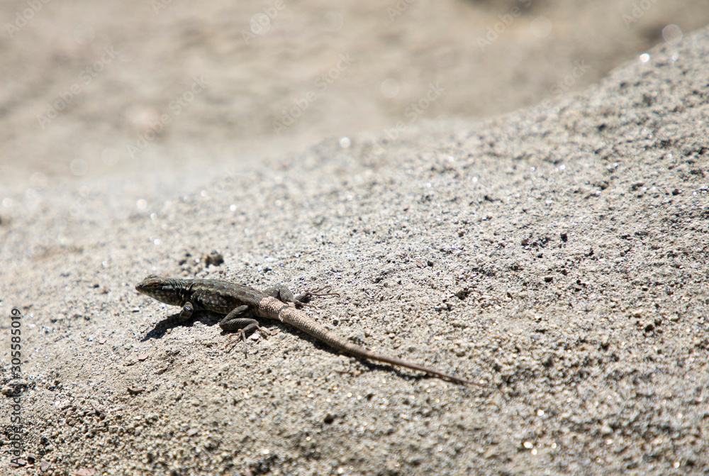 lizard on rock