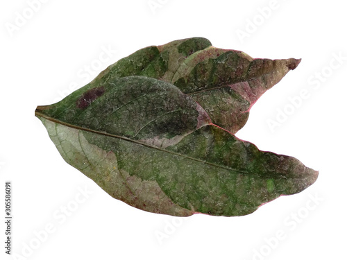 Tree with green leaves. Green leaf on white background.