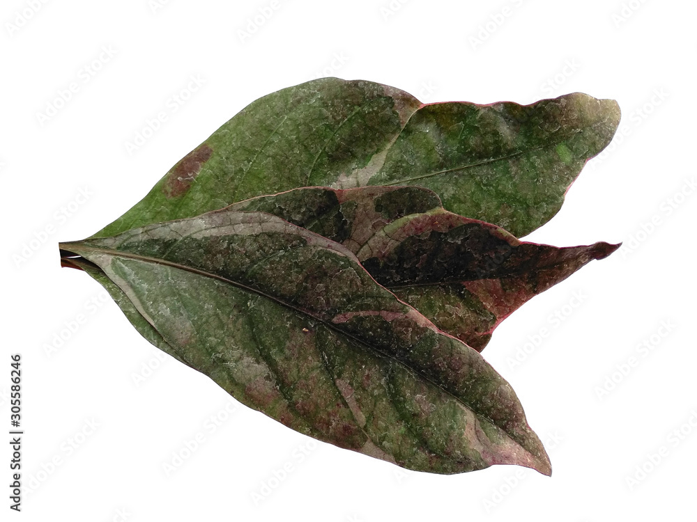 Fototapeta premium Tree with green leaves. Green leaf on white background.