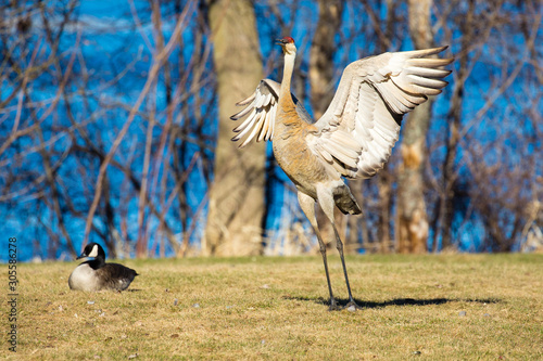 Sandhill Crane (grus canadensis) with wings spread doing a mating dance in Wausau, Wi. photo