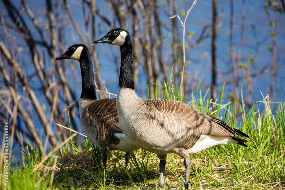 Pair of canada geese (branta canadensis) in springtime