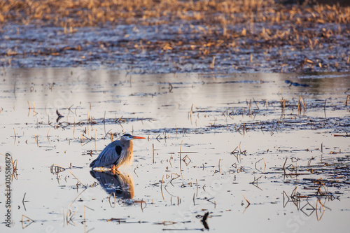 Great Blue Heron (Ardea herodias) standing in Lake Wausau as he waits for a fish photo